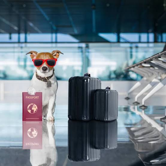 Você está visualizando atualmente Viajar com pets requer cuidados especiais