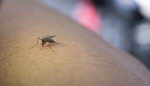 Leia mais sobre o artigo Governo de Goiás alerta para casos de malária no Estado