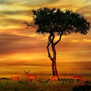 Leia mais sobre o artigo Kruger Park destino de safari mais conhecido do continente africano