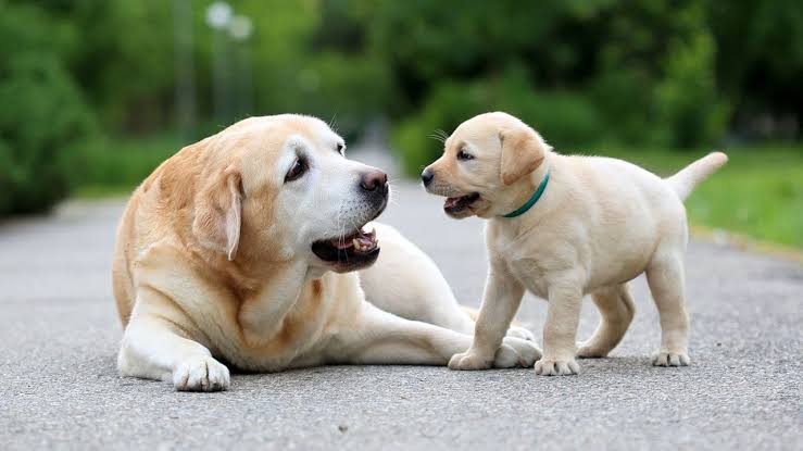 Você está visualizando atualmente Primeiro hospital veterinário de Goiânia,  será inaugurado nesta sexta-feira