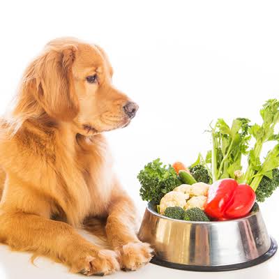 Você está visualizando atualmente Busca por alimentação natural e funcional para pets