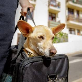 Você está visualizando atualmente Cuidados para viajar com seu animal de estimação