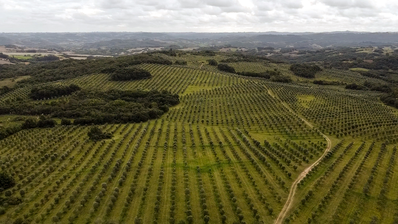 Azeites brasileiros ganham mercado nacional e conquistam importantes ...