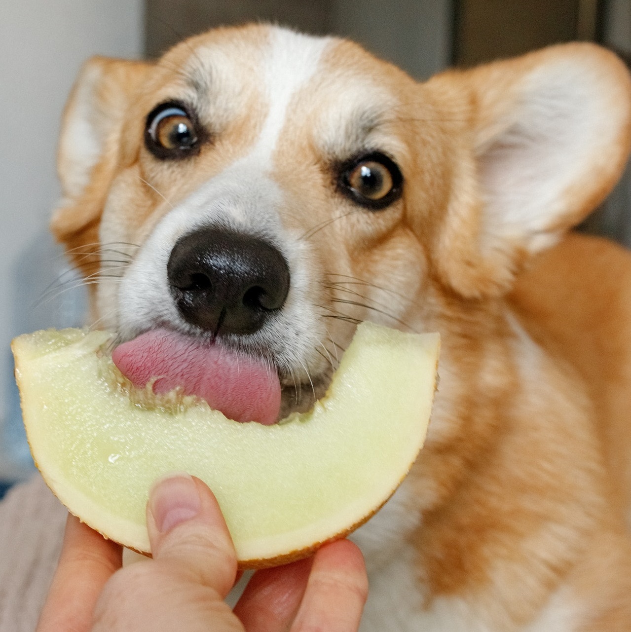 Você está visualizando atualmente Cuidados com a saúde dos pets: ISLA Sementes cria linha com hortaliças que também pode ser consumida pelos bichinhos