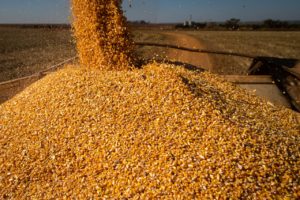 Leia mais sobre o artigo Em Goiás, produção de grãos deve crescer 11,6% e chegar ao recorde de 28,8 milhões de toneladas