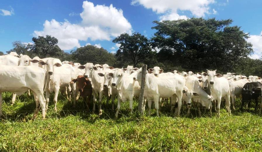 Você está visualizando atualmente Governo de Goiás anuncia diretrizes para vacinação contra febre aftosa