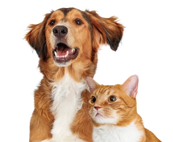 Você está visualizando atualmente Entenda por que gatas e cadelas não possuem menopausa