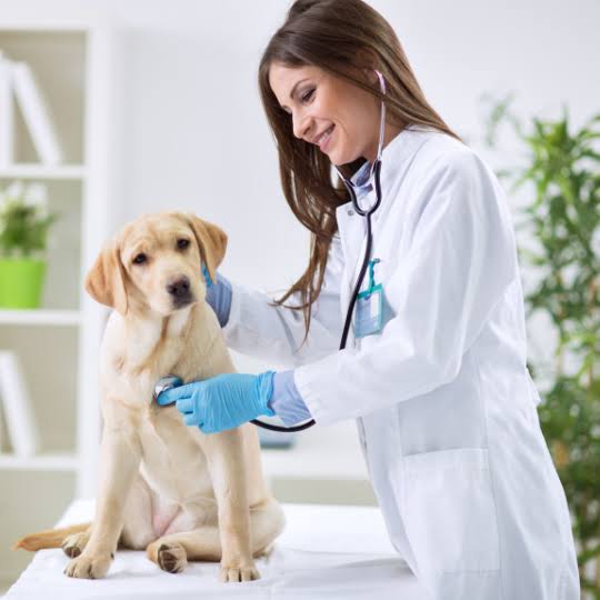 Você está visualizando atualmente Dia do Médico-Veterinário: saiba como check-ups regulares podem salvar a vida de seu pet