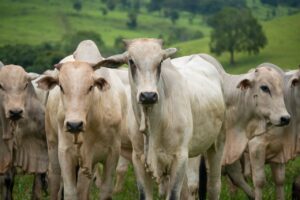 Leia mais sobre o artigo Abates de bovinos crescem no terceiro trimestre e Goiás sobe para 3ª posição no ranking nacional