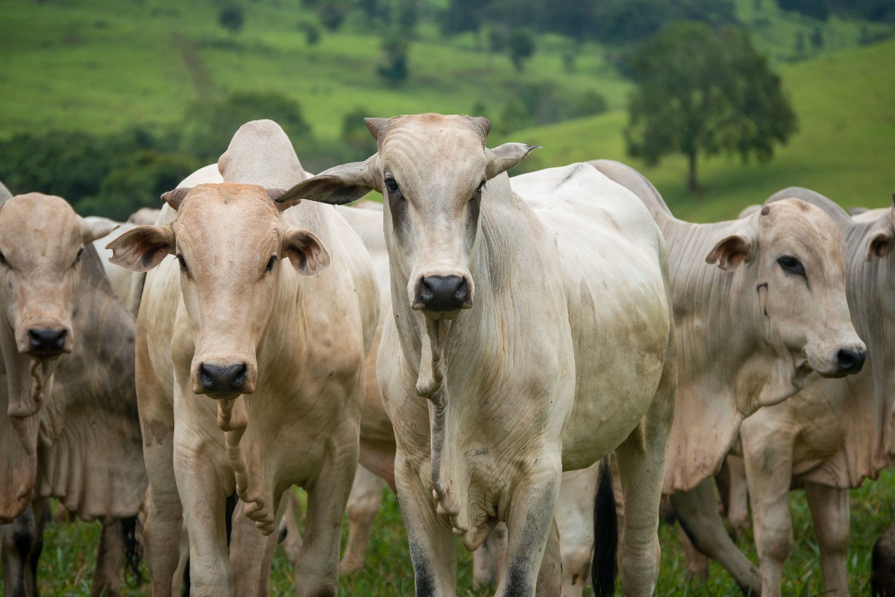 Você está visualizando atualmente Abates de bovinos crescem no terceiro trimestre e Goiás sobe para 3ª posição no ranking nacional