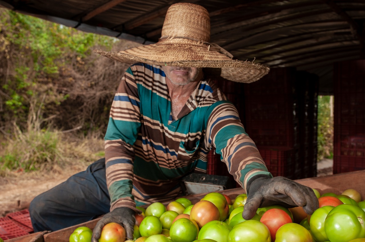 No momento, você está visualizando Goiás deve responder por quase um terço da produção brasileira de tomate em 2022