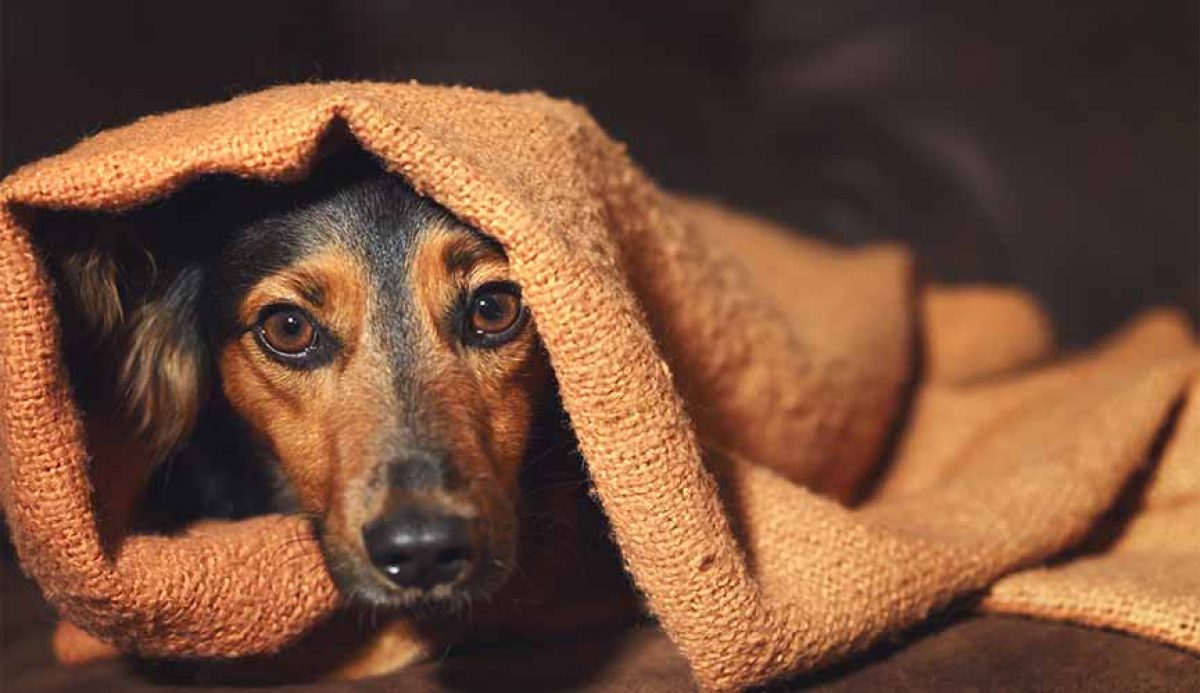 No momento, você está visualizando Fogos de artifício: veterinário do CEUB explica como proteger os animais as comemorações