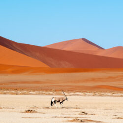 Savanas, belezas exóticas no continente africano