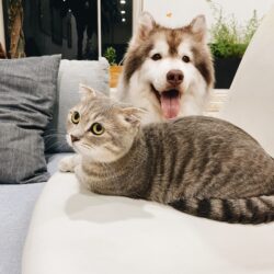 Casa pet friendly: confira algumas dicas para construir um lar aconchegante para os bichanos