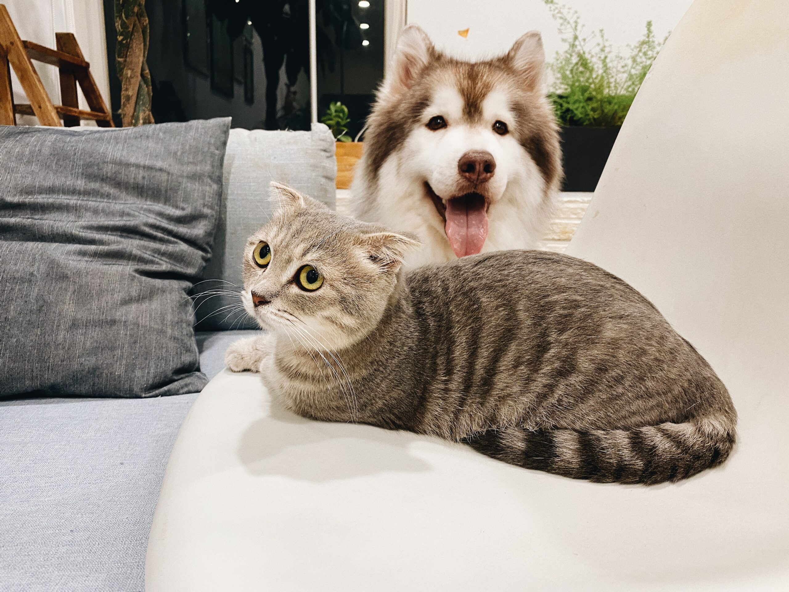No momento, você está visualizando Casa pet friendly: confira algumas dicas para construir um lar aconchegante para os bichanos