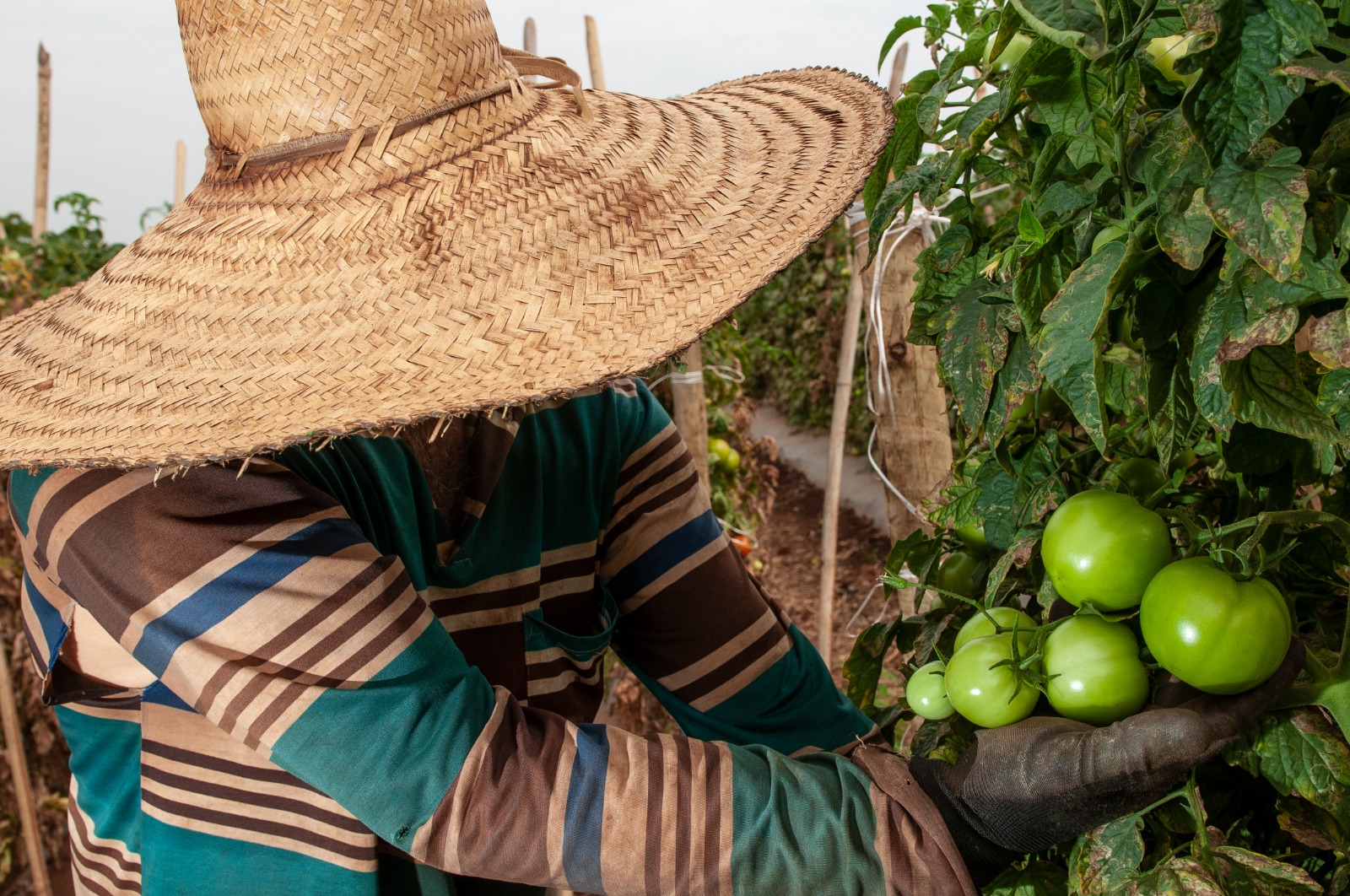 No momento, você está visualizando Goiás deve responder por quase um terço da produção brasileira de tomate em 2023