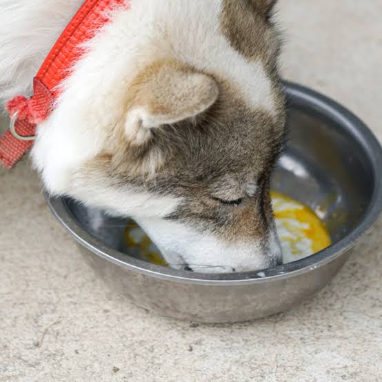 Você está visualizando atualmente Pets podem comer ovo? Saiba o que dizem os especialistas