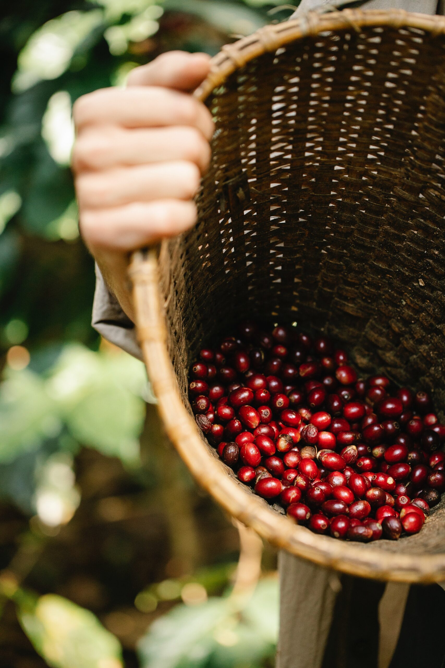 Você está visualizando atualmente Dia Mundial do Café – Turismo de Café na Estância Hidromineral de Socorro