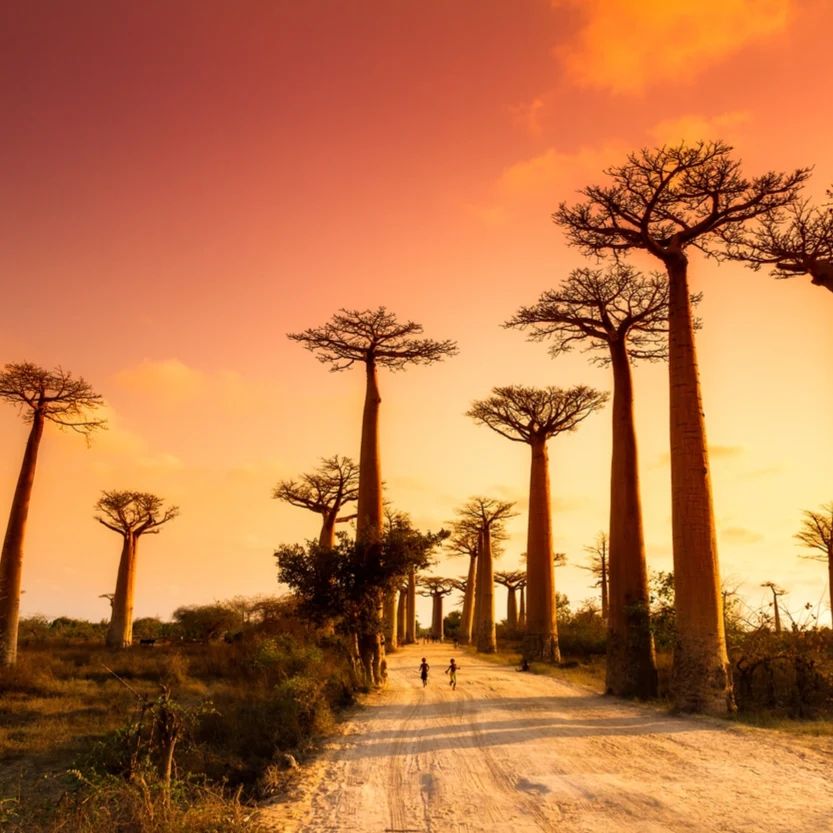 Você está visualizando atualmente Madagascar, ilha africana encanta com uma diversidade natural