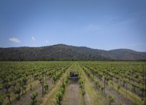Leia mais sobre o artigo <strong>Vinícola chilena permite que visitantes acompanhem o processo de colheita das uvas</strong>