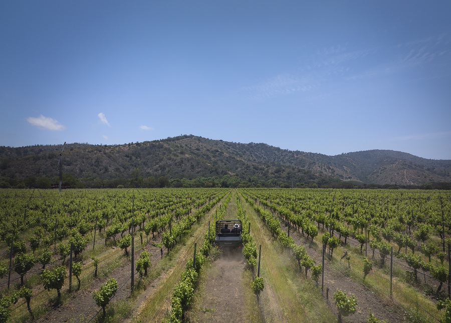 Você está visualizando atualmente <strong>Vinícola chilena permite que visitantes acompanhem o processo de colheita das uvas</strong>