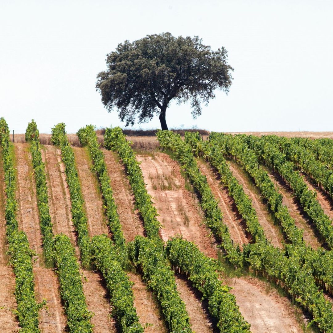 No momento, você está visualizando Alentejo um Destino com Tempero Original