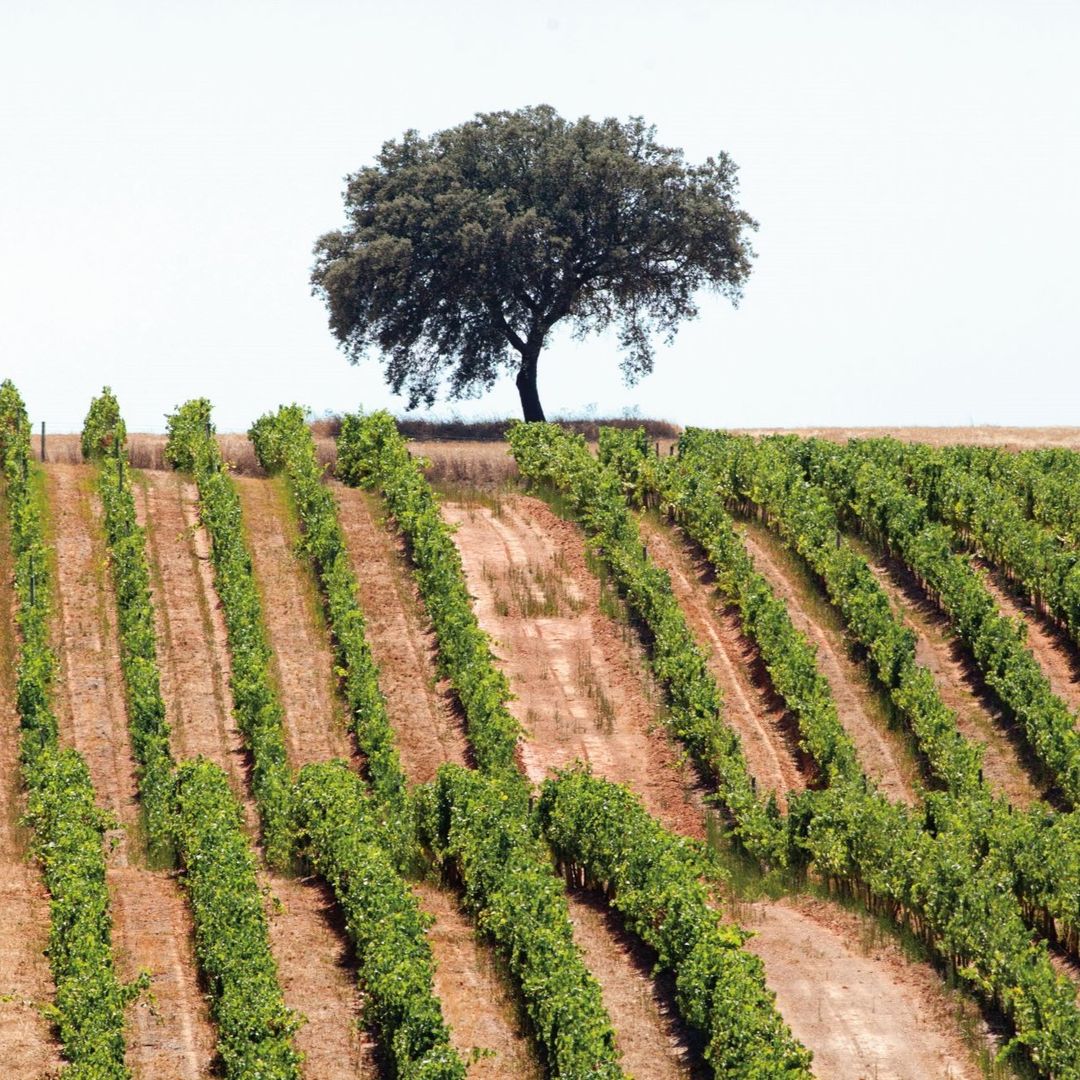 Você está visualizando atualmente Alentejo um Destino com Tempero Original