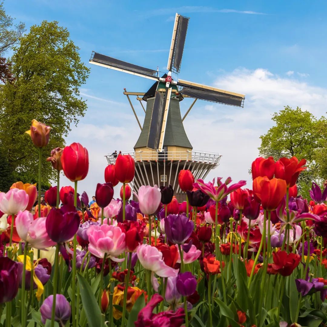 No momento, você está visualizando Navegando entre a Holanda e Bélgica na primavera europeia