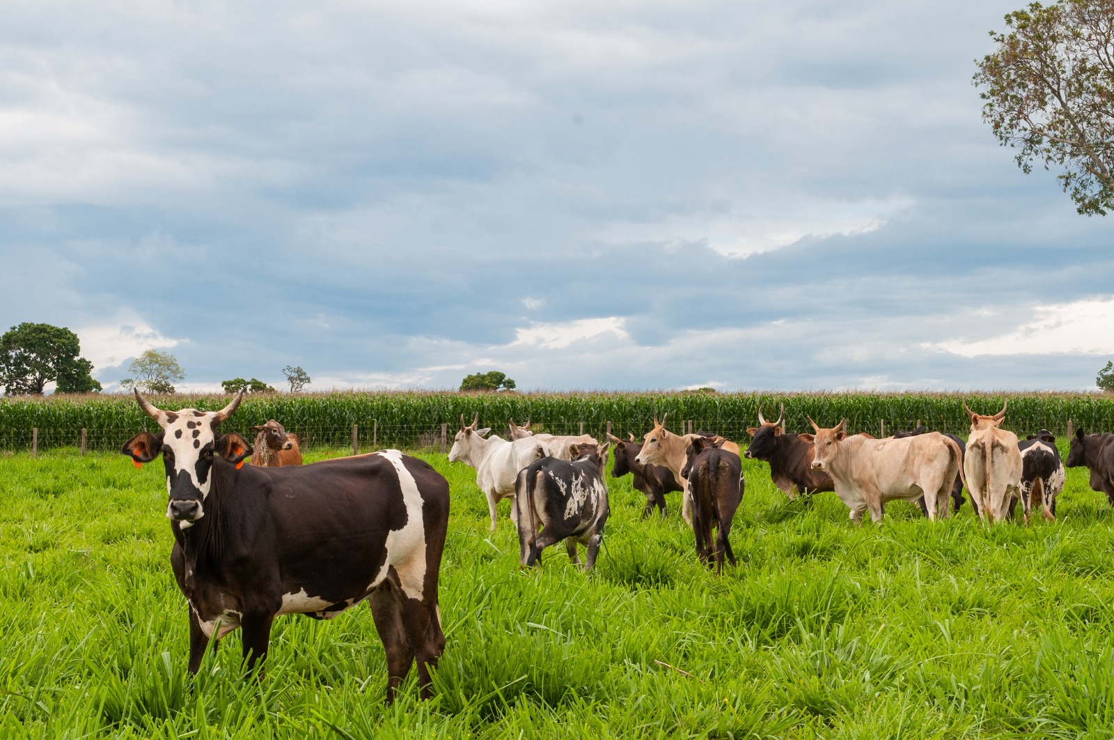 Você está visualizando atualmente <em>Governo de Goiás orienta pecuaristas sobre prazos e novas regras para declaração de rebanho</em>