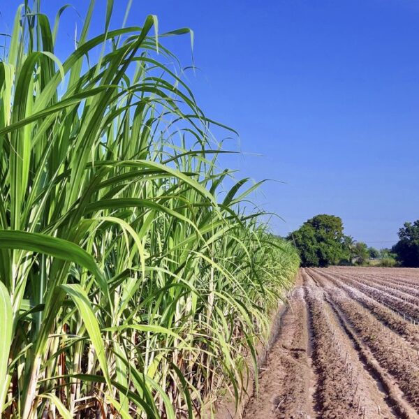<em>Projeto de Lei que incentiva produção do etanol em Goiás é aprovado</em>