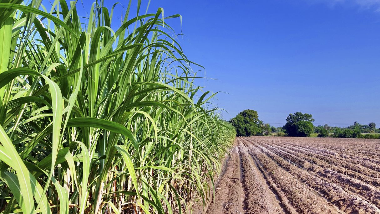 Você está visualizando atualmente <em>Projeto de Lei que incentiva produção do etanol em Goiás é aprovado</em>