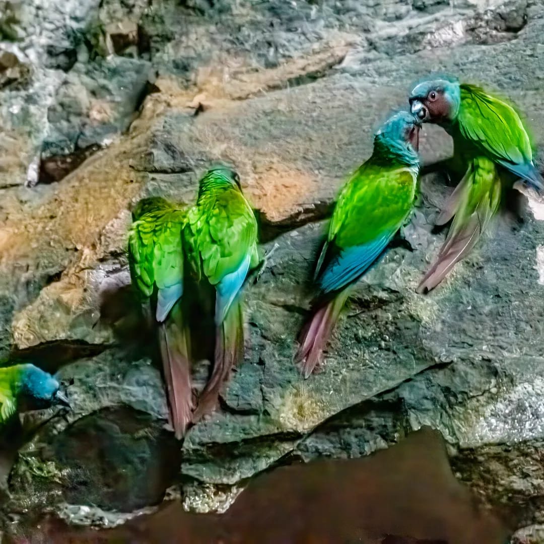 No momento, você está visualizando Observação de aves é a nova aposta do turismo de Goiás