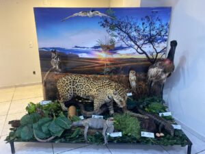 Leia mais sobre o artigo Exposição de animais empalhados alerta para preservação do cerrado goiano no Aparecida Shopping
