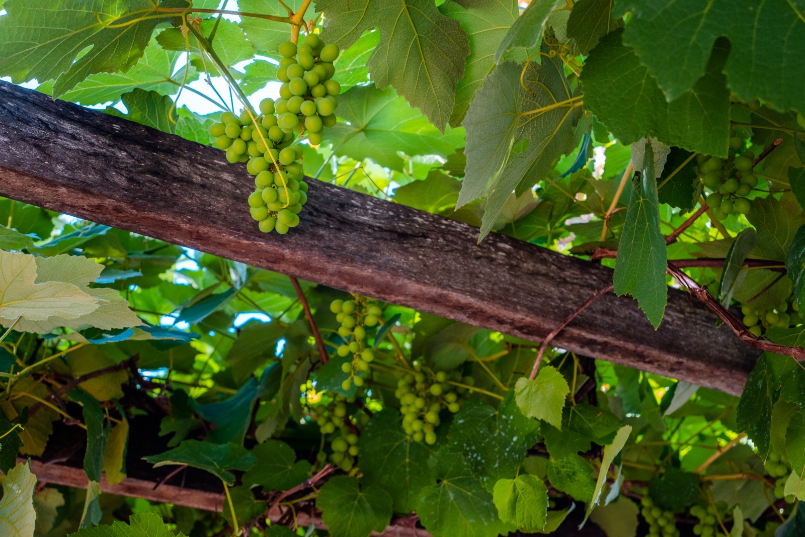 No momento, você está visualizando Festival em Pirenópolis reúne jazz, gastronomia e premia vinhos do Cerrado