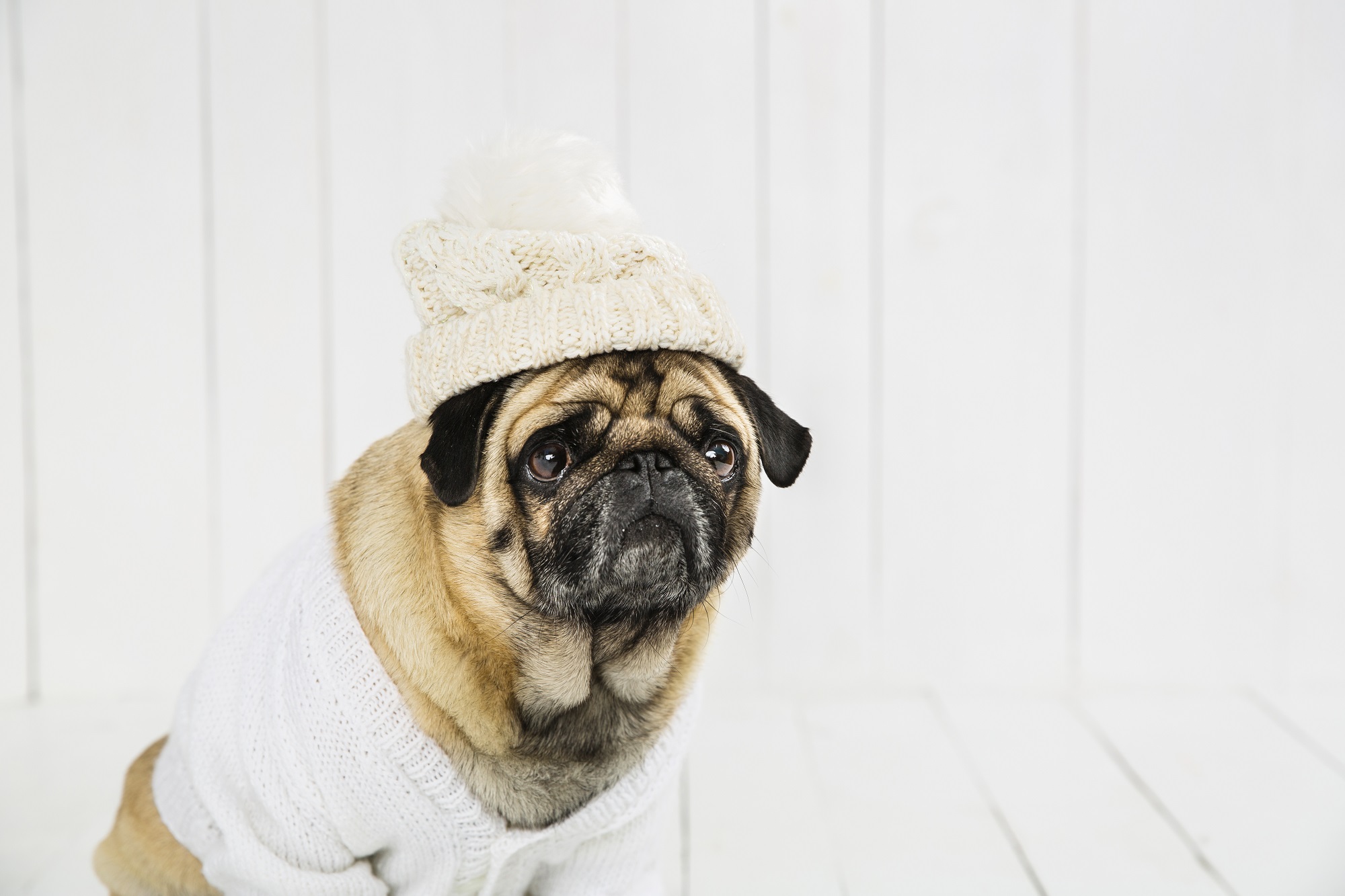No momento, você está visualizando Pets também sentem frio e têm risco maior de doenças durante o inverno