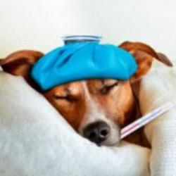 Viroses caninas no verão: como proteger os cães contra as doenças virais
