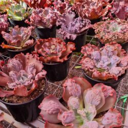 Shopping em Goiânia recebe bloquinho do bazar Estação das Plantas