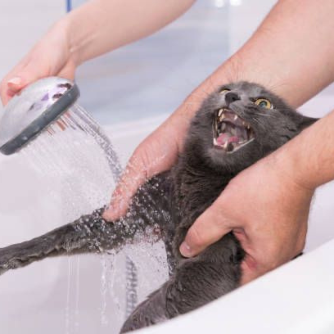 No momento, você está visualizando Gatos: Veterinária do CEUB revela segredos da higiene felina