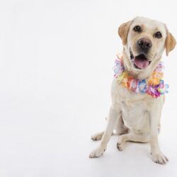 Carnaval animal: saiba os riscos de usar fantasias nos pets