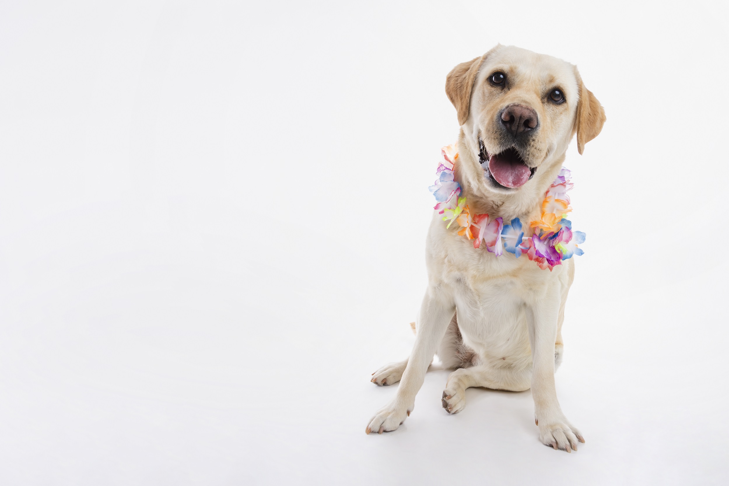No momento, você está visualizando Carnaval animal: saiba os riscos de usar fantasias nos pets