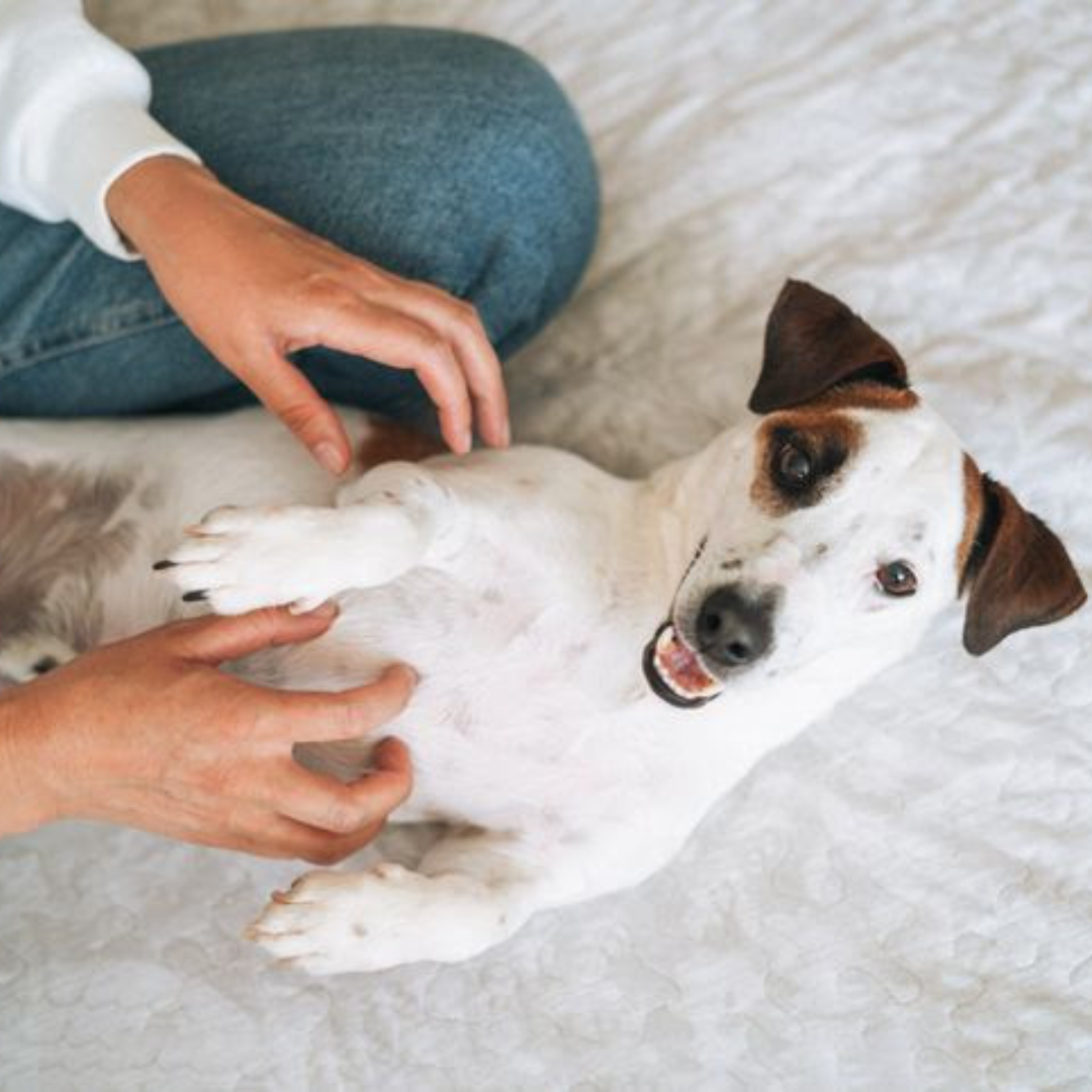 No momento, você está visualizando Cuidados essenciais para garantir a saúde e o bem-estar dos pets