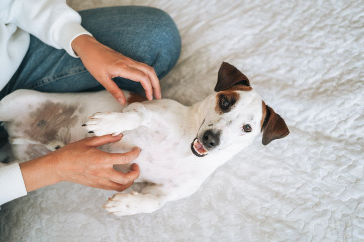Cuidados essenciais para garantir a saúde e o bem-estar dos pets