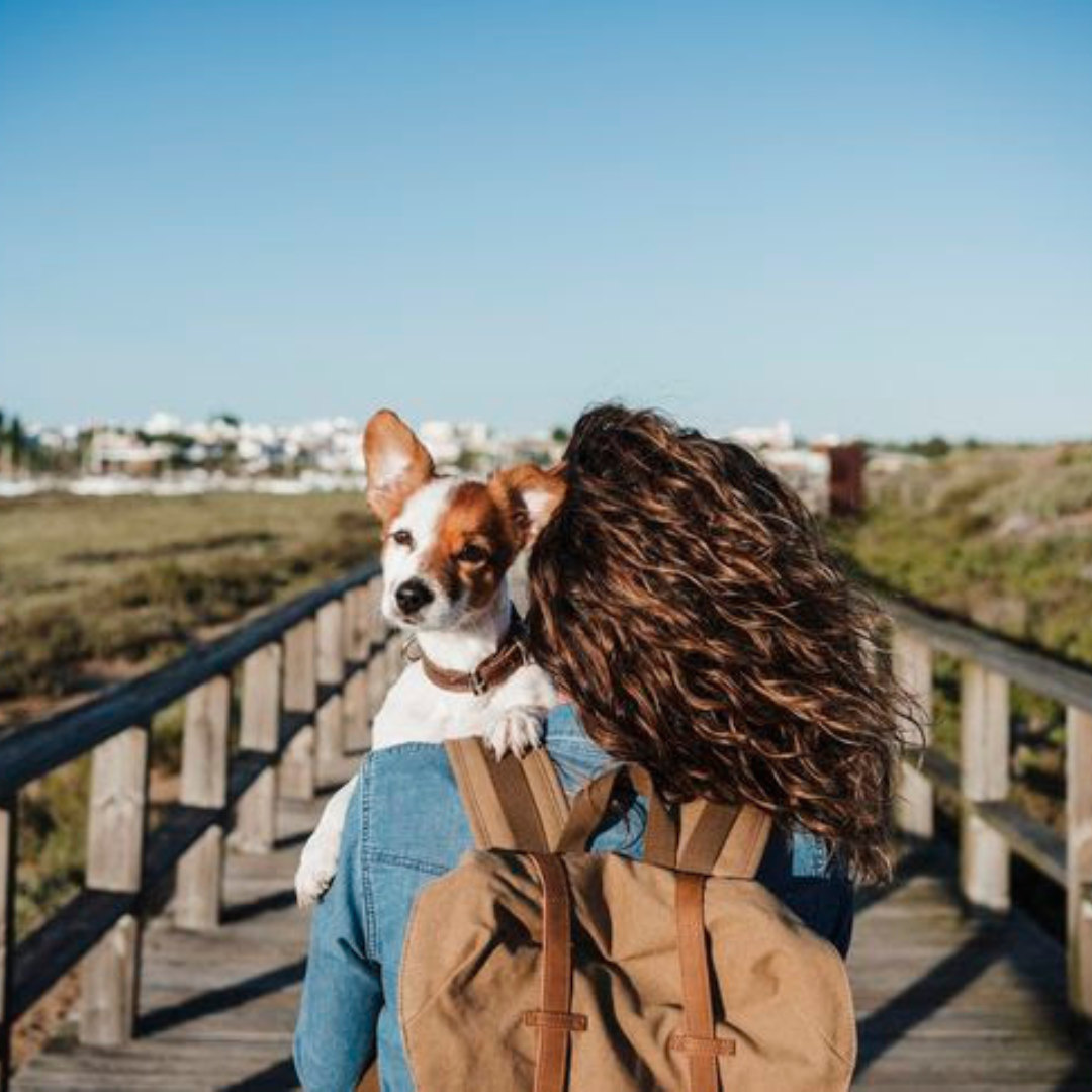 No momento, você está visualizando Como garantir a segurança dos pets durante viagens de carro