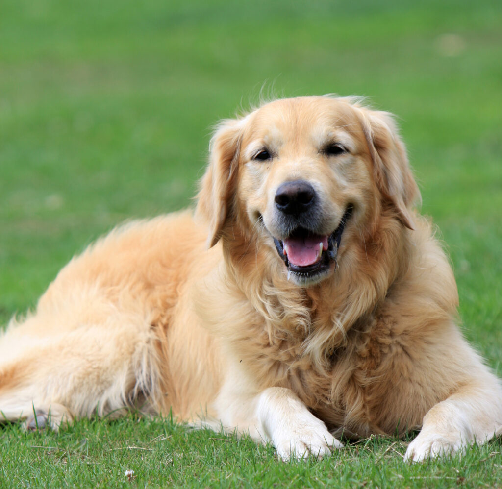 Lei Joca: Novas Regras para o Transporte Aéreo de Animais