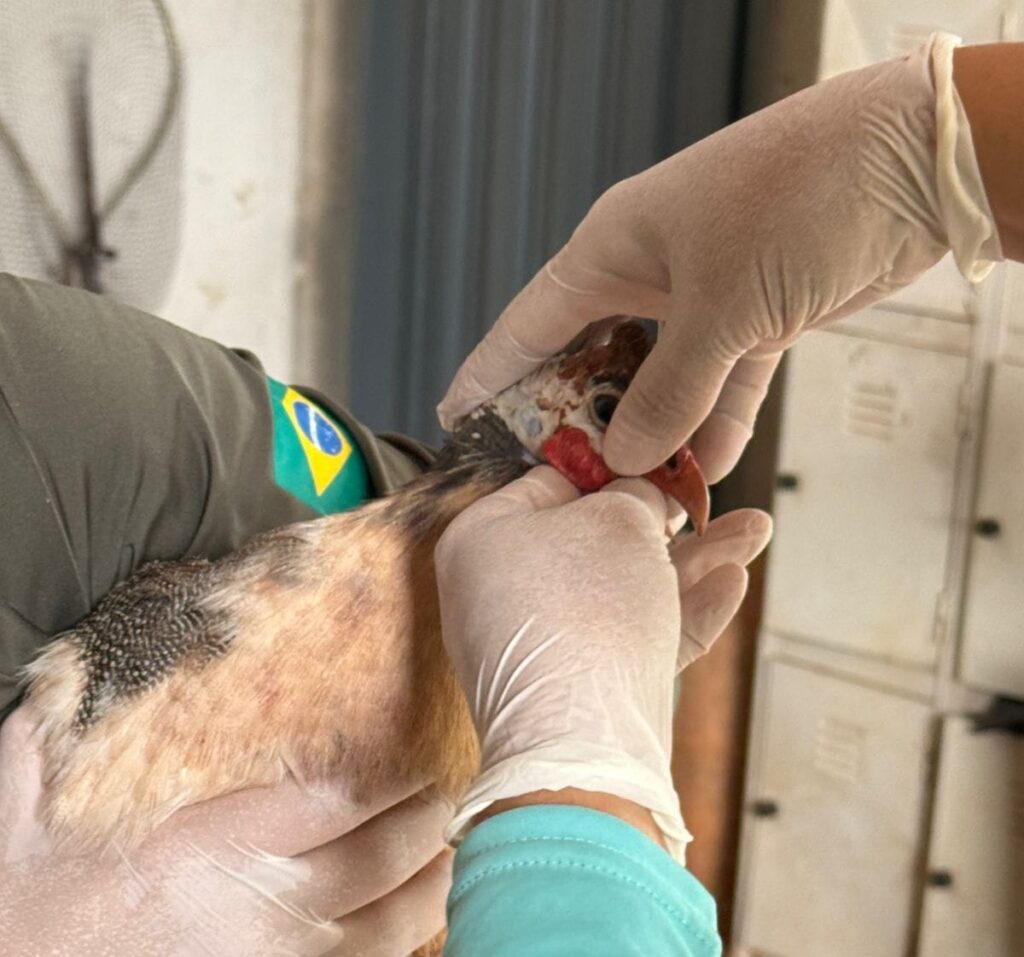 Agrodefesa reforça prevenção contra gripe aviária em Goiás