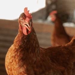 Agrodefesa reforça prevenção contra gripe aviária em Goiás