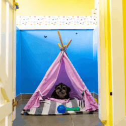 Resorts e hotéis pet-friendly facilitam férias com pets em julho