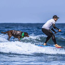 Família Surf Dog vai à Califórnia defender título mundial