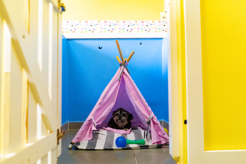 Resorts e hotéis pet-friendly facilitam férias com pets em julho