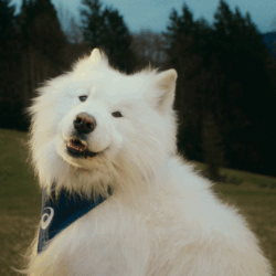 ASICS anuncia os embaixadores caninos “Mind’s Best Friend”